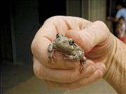 Gray Treefrog